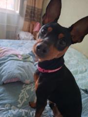 Цэндмаа Доржхүү