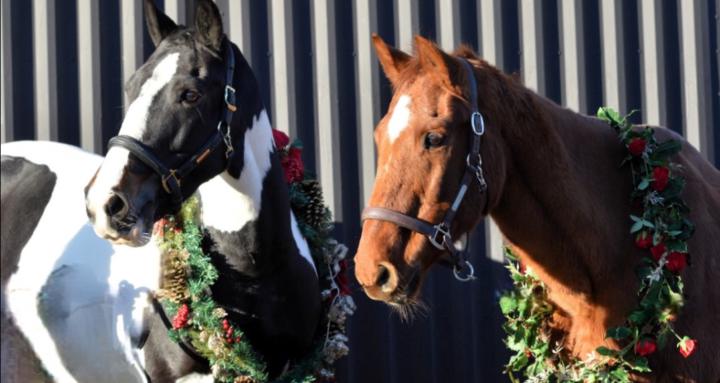 Equestrian confidence