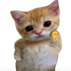 Mai N