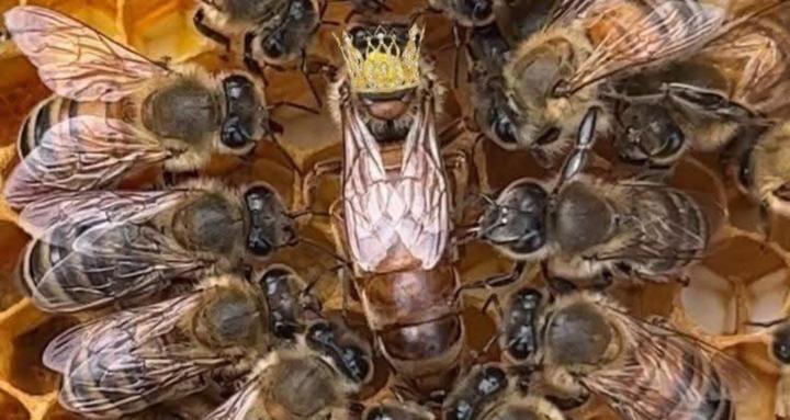 Diamond Beehive Bliss Tribe