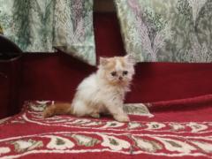 Aman Habib