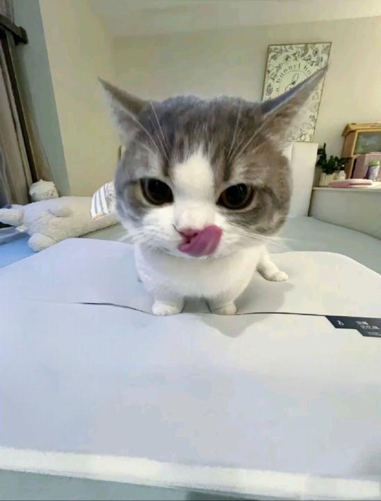 Emine Melek Alağaş