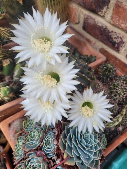 Alvaro Naranjo Amaya