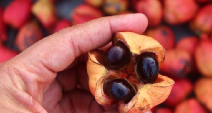 Formation Phytocosmétique-ABH 