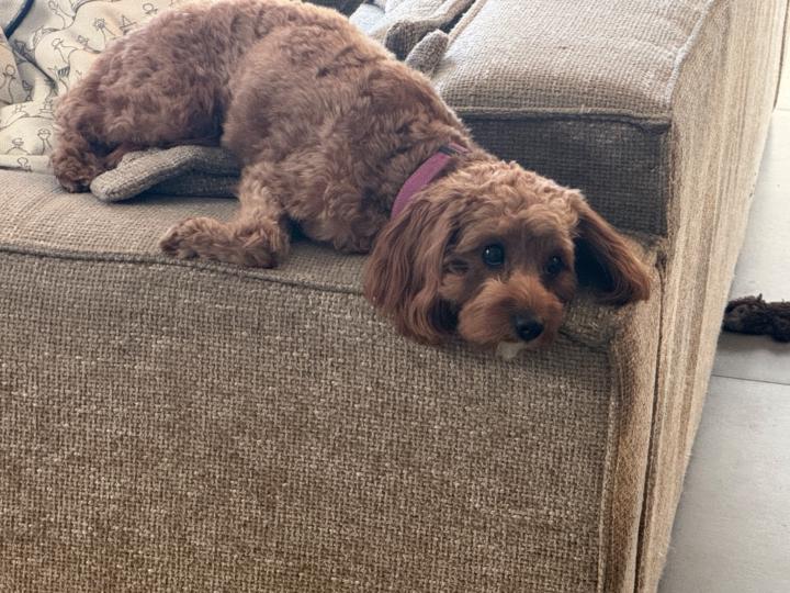 לירון קלמן זמיר