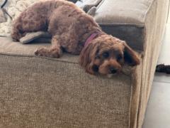 לירון קלמן זמיר