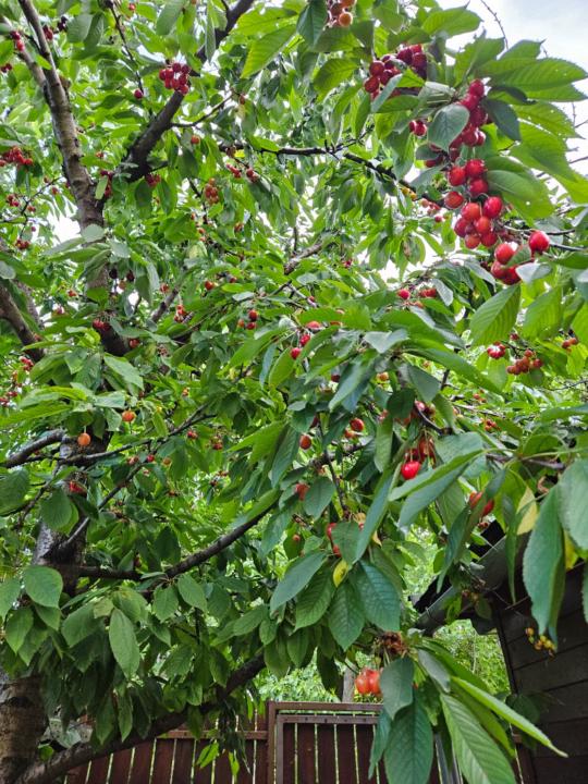 Éva Sárköziné Pusztafi