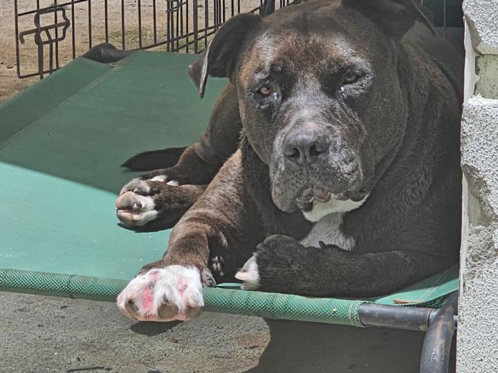 Belizabeth Cribeiro-Oliveira