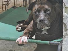 Belizabeth Cribeiro-Oliveira