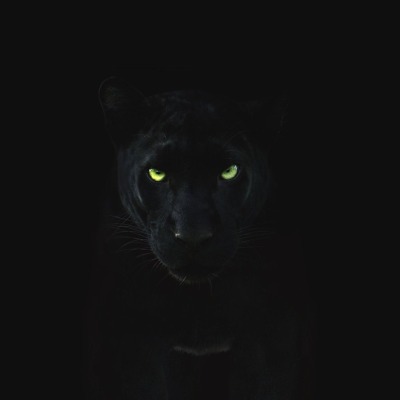 Black Pantera
