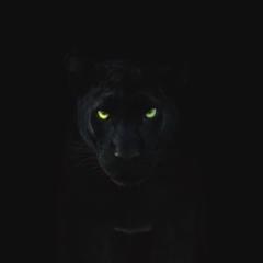 Black Pantera