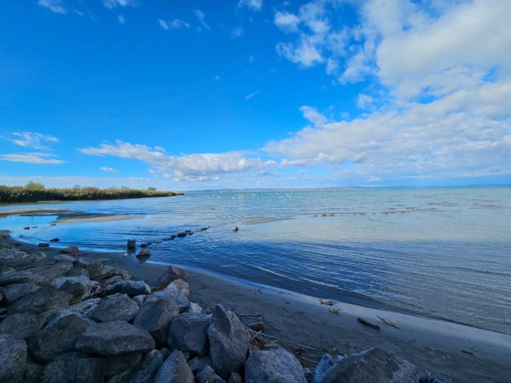 Zsuzsanna Sándor-Antalfy