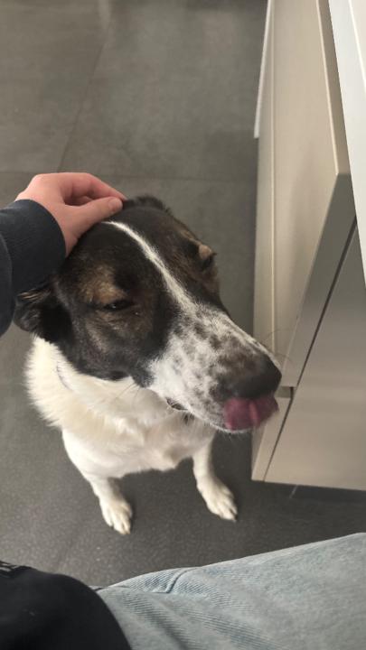 Nikolas Sfakianoudis