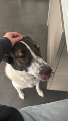 Nikolas Sfakianoudis