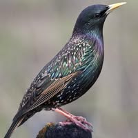 Barbara Grant-D'Avola