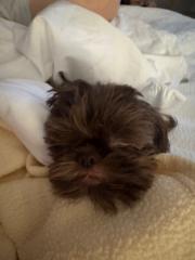 Ashlyn Van Benschoten