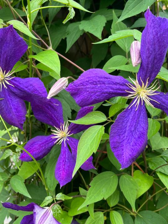 Eileen McCarthy Rakouskas