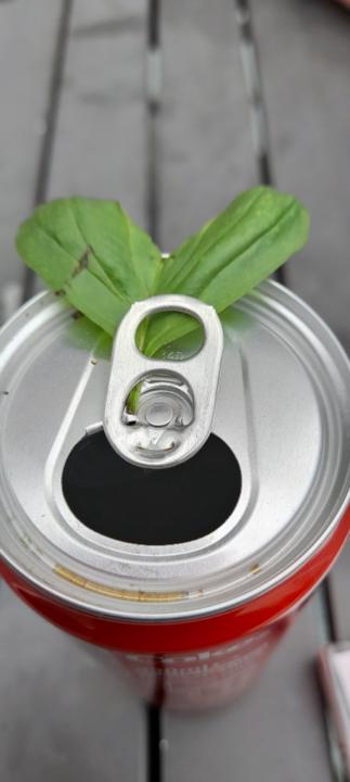 Loup dans l'ame Academy