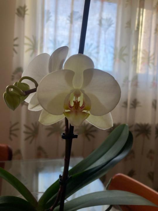 Pilar Terriza