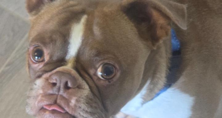 Pet sitter tips
