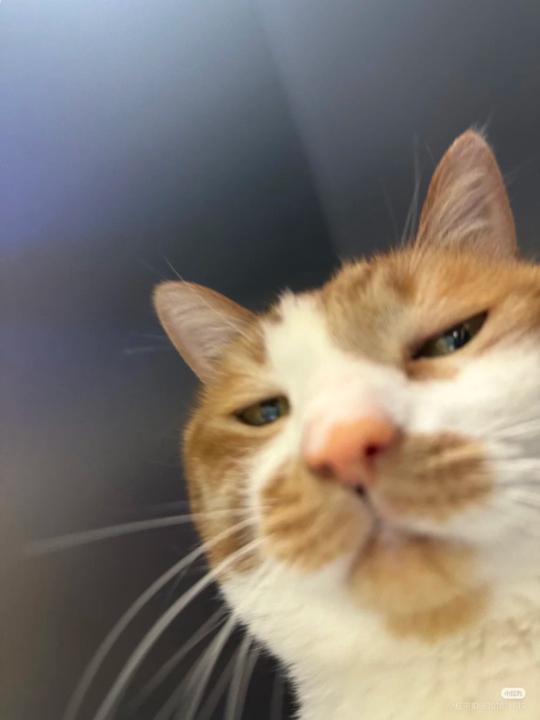 Thanapat Tantiworadet