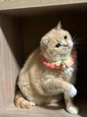 李 鳳儀
