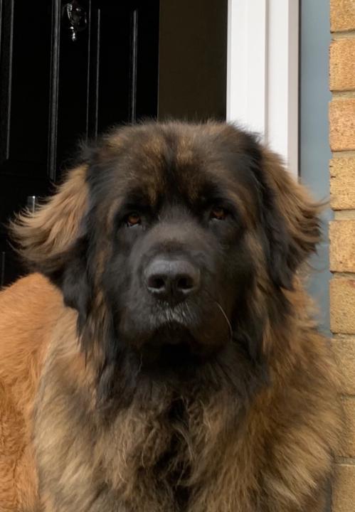 Caroline King-Cherne