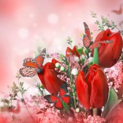 Salice Rose