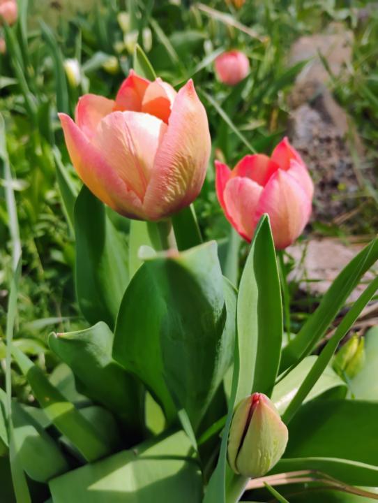 Gardening and homesteading with no time available 