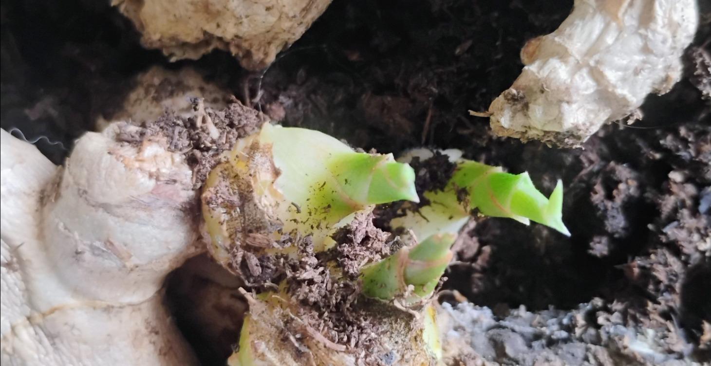 Growing ginger