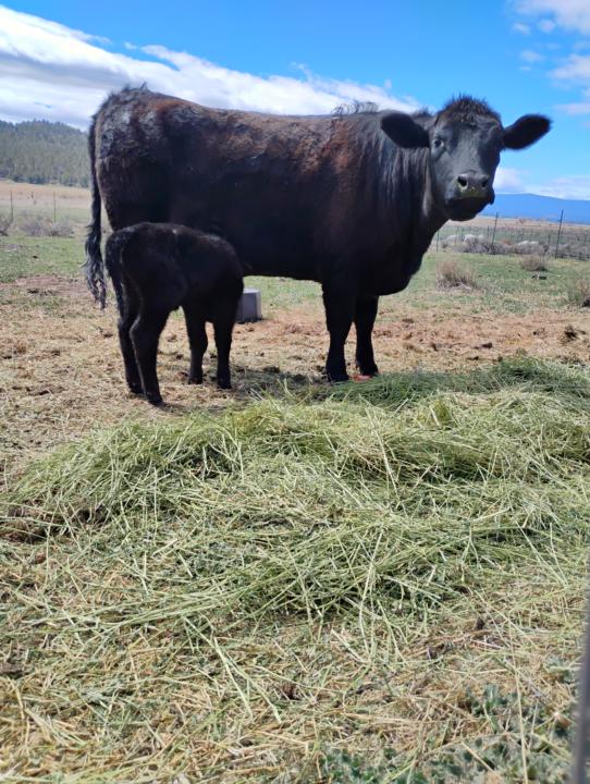 Happy Mother's Day from all the mamas on the farm 