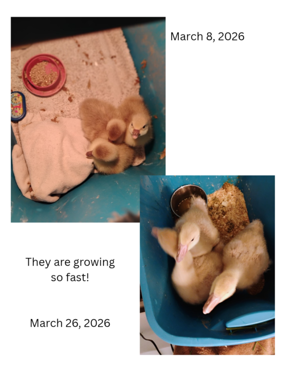 Gosling update.. 