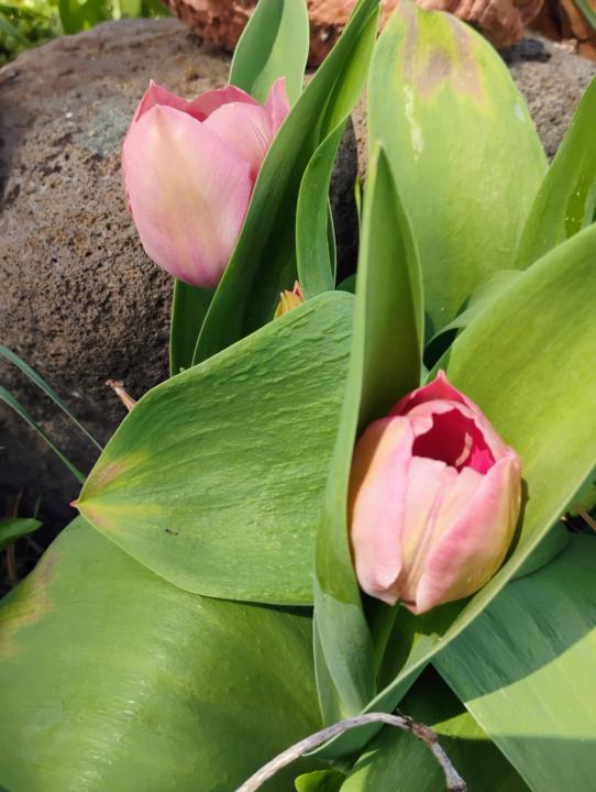 Smelling the flowers. 