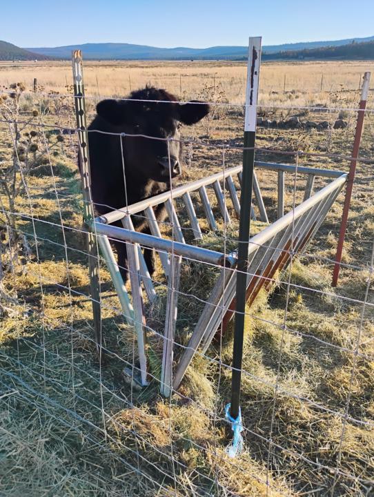 Mentors can come in unexpected packages...