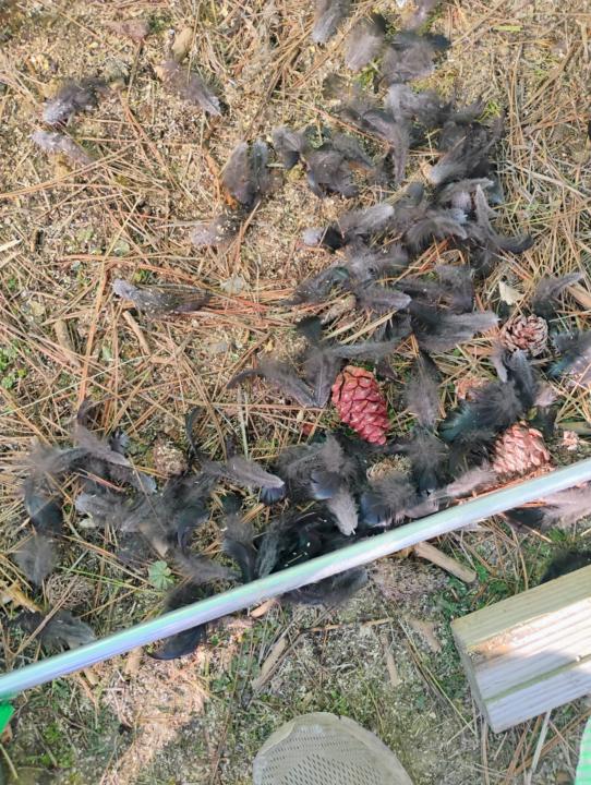 When something eats your chickens...