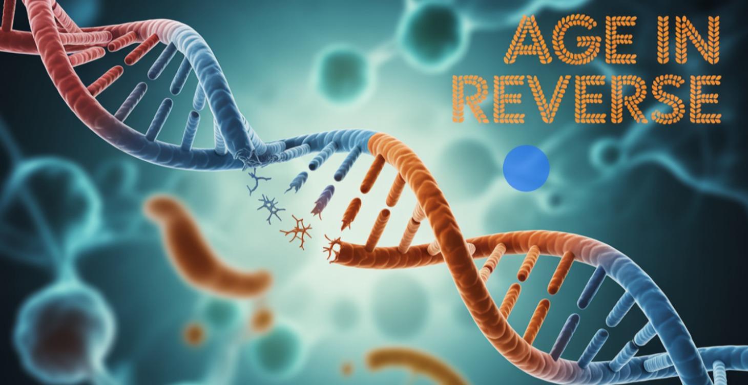 جين FoxO3 هو أحد أهم الجينات المرتبطة بطول العمر.