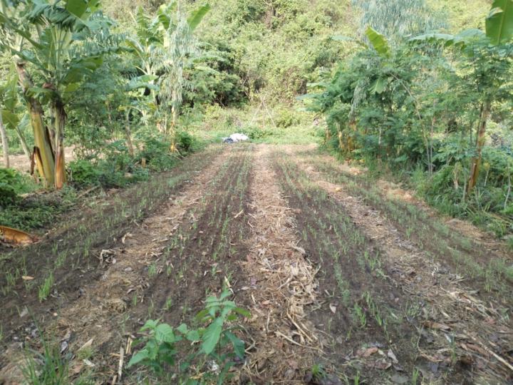 Alejandro Altamirano