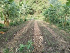 Alejandro Altamirano