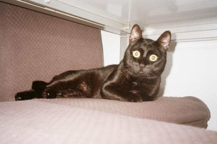Joan Manero