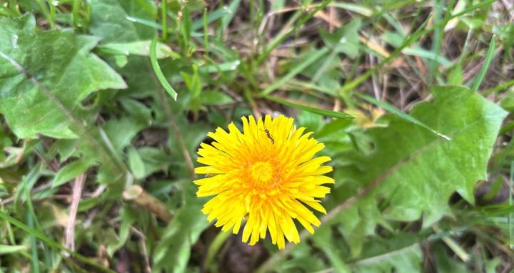 Dandelion Academy