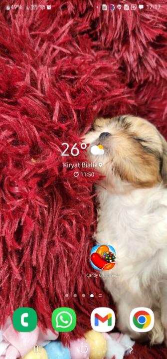 אלינה צרקסקי