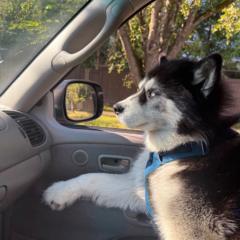 Jax Rex