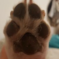 David Castrillon Osorio