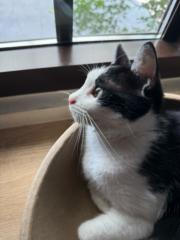 團長 鐵粉