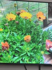 Lizadis Correa Uranga