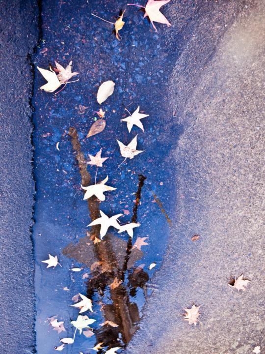 Melody Carr