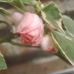 Patricia Fernández Pérez