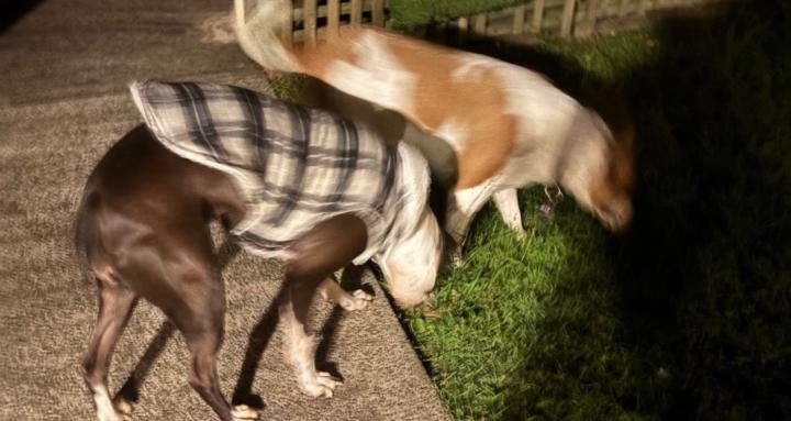 Dogs and Pyyhons