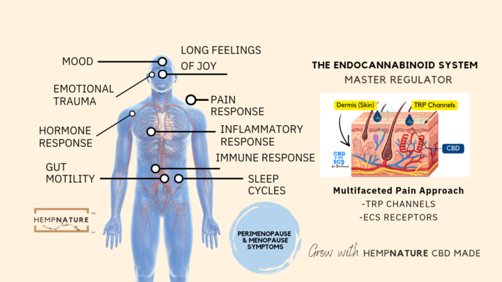 🫆Perimenopause & Menopausal Symptoms