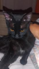 Diana Quispe Hilario